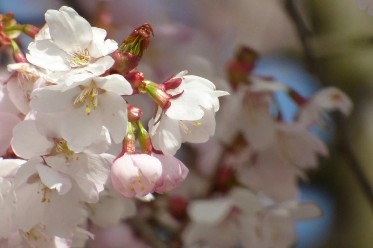 a close-up photo of pink blossoms on a tree