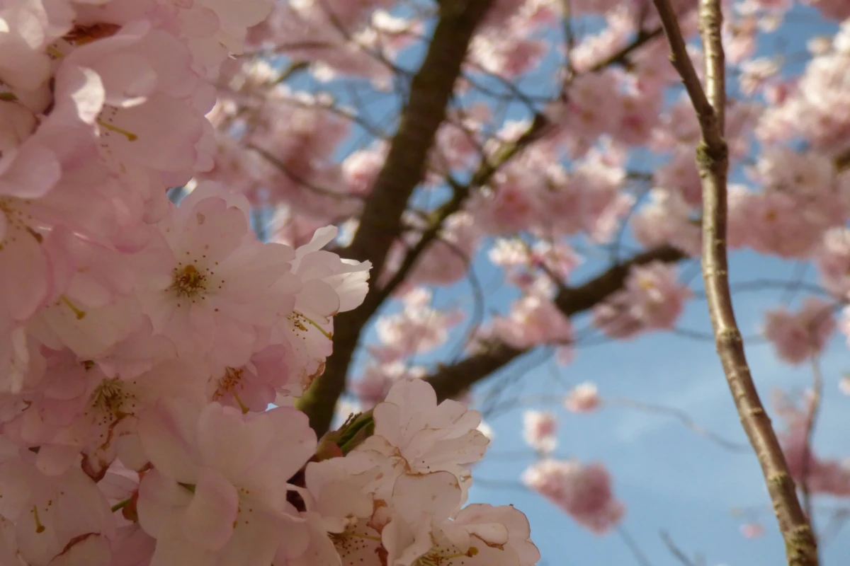 a close-up photo of pink blossoms on a tree