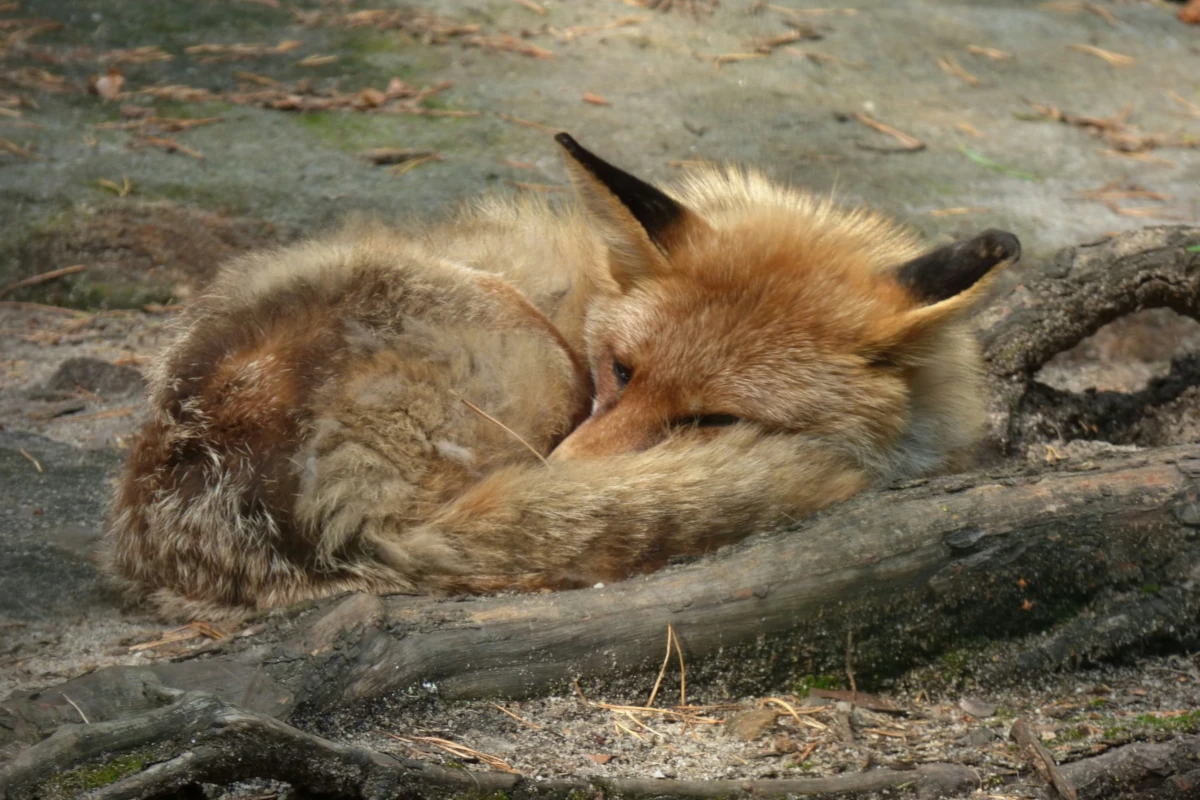 a photo of a sleeping fox